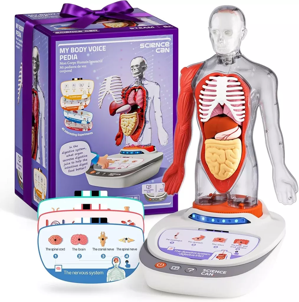 interactive-human-anatomy-model-kids-with-organs-quiz-mode Interactive Human Anatomy Model for Kids with Organs & Quiz Mode